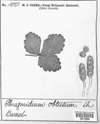 Phragmidium fragariae image